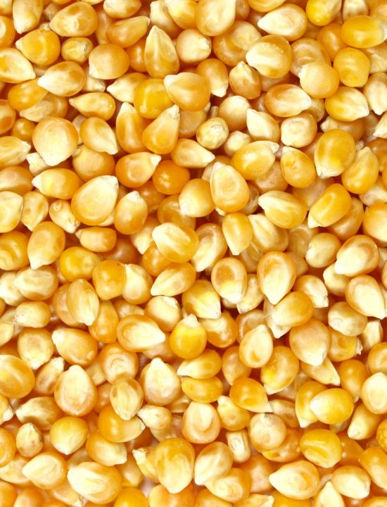 Maize