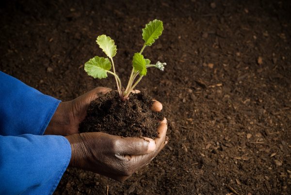 African,American,Farmer,Holding,New,Plant,In,Hands African,American,Farmer,Holding,New,Plant,In,Hands